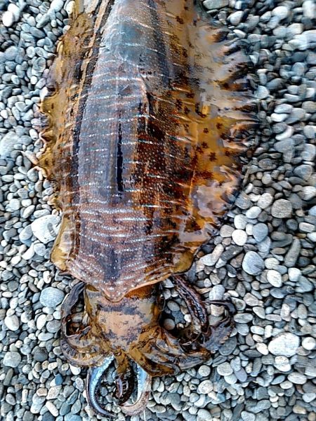 春イカの季節到来か??