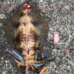 【2.4kg】エギング初釣果!