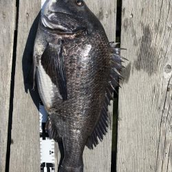 イチノ兄弟、釣果！