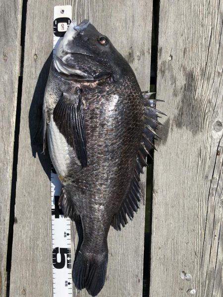 イチノ兄弟、釣果！