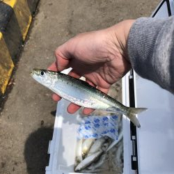 イワシはまだ居た！しかも、丸々太ってきた⁉︎