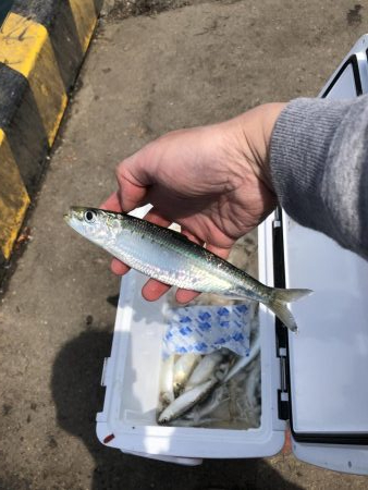 イワシはまだ居た！しかも、丸々太ってきた&…