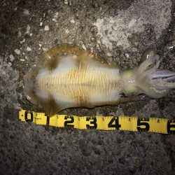 数少ない当たり