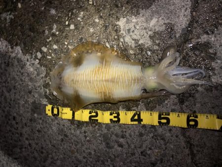 数少ない当たり