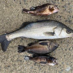 メバル狙いのちアジ