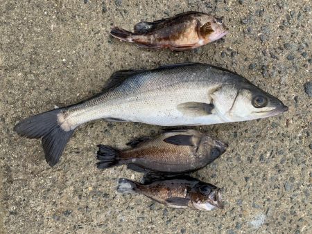 メバル狙いのちアジ