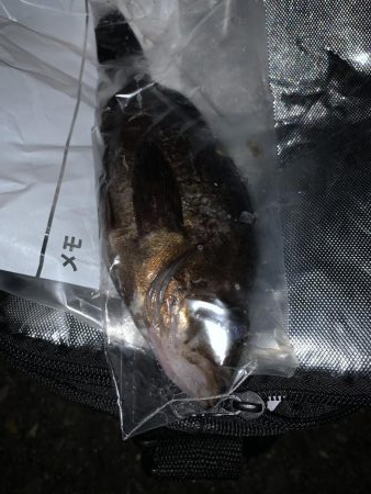 爆風釣行は凹む