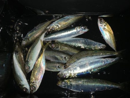 美味のマイワシを求めて