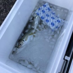 岬町は深日だけじゃない。淡輪漁港も魚影が濃い。
