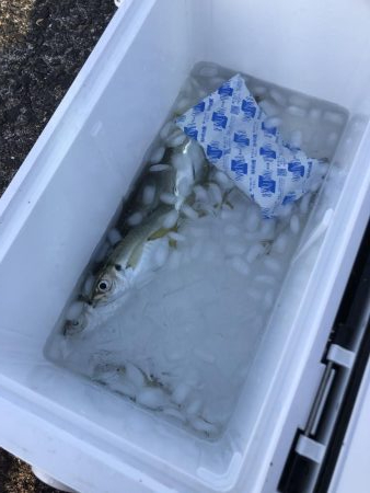 岬町は深日だけじゃない。淡輪漁港も魚影が濃…