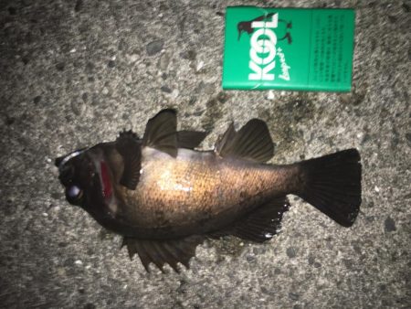 短時間の千田調査