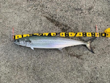 今年初青物❗️…