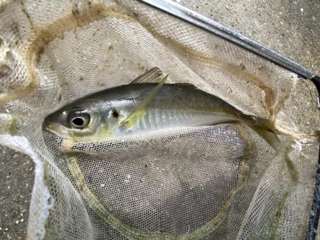 【温泉裏】アジ・イワシ釣れました …