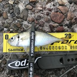 ええアジ居ました