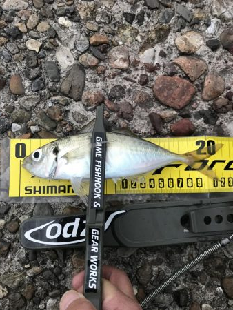 ええアジ居ました