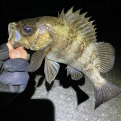 メバリング 好調