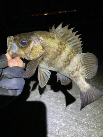 メバリング 好調