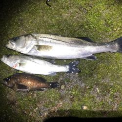 エギングタックルでシーバスとメバル