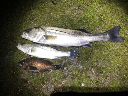 エギングタックルでシーバスとメバル