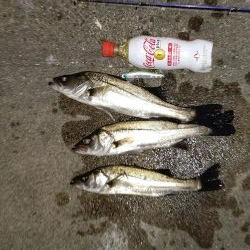 ナイトルアーフィッシング