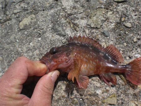 何が釣れるか？