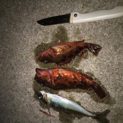 チビガシラいっぱい