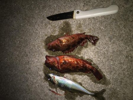 チビガシラいっぱい