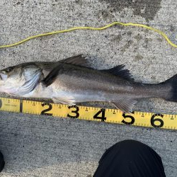 上関アジング？からの