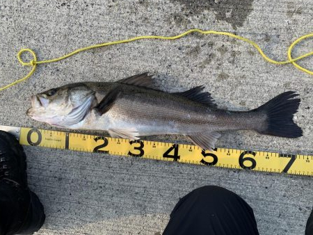 上関アジング？からの