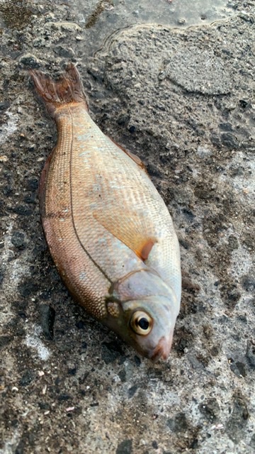 アジュール舞子でガシラ、ウミタナゴ