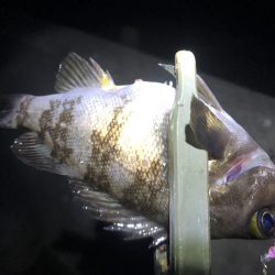 今宵も月が綺麗でした