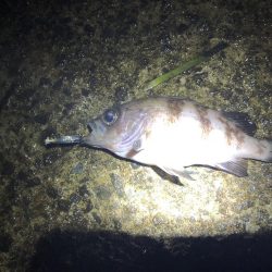 ルアーのみでメバリング