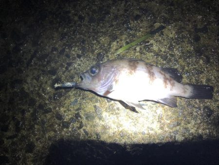 ルアーのみでメバリング