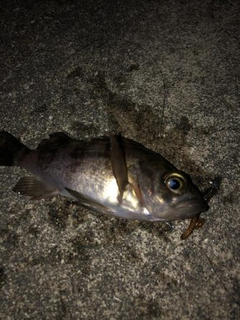 ちっさいメバル