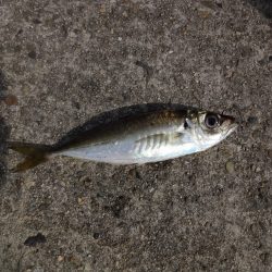 前回失敗したので再チャレンジ