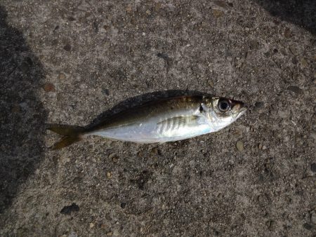 前回失敗したので再チャレンジ