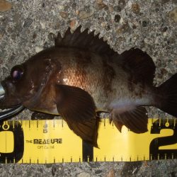 メバリング最盛期へ