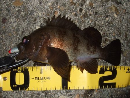 メバリング最盛期へ