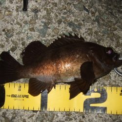 強風時はシーバス用ルアーで