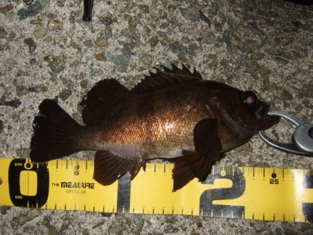 強風時はシーバス用ルアーで