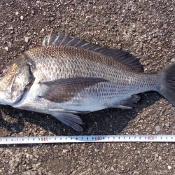 落とし込みでチヌ３８ｃｍ✖１枚