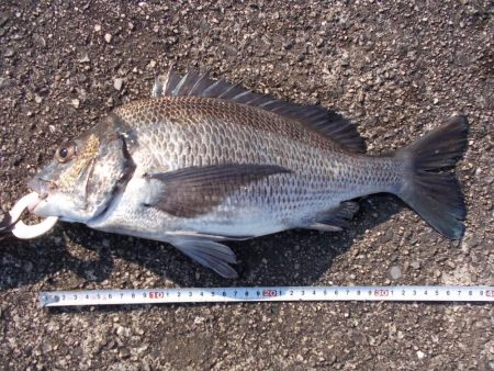 落とし込みでチヌ３８ｃｍ✖１…