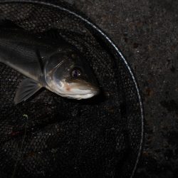 突然の強風で終了…。