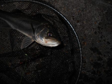 突然の強風で終了…。