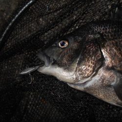 チヌもマイクロベイトパターン？。