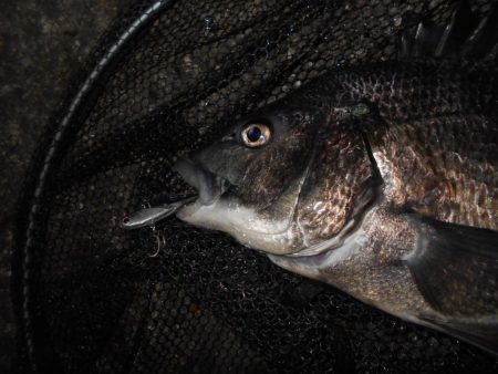 チヌもマイクロベイトパターン？。