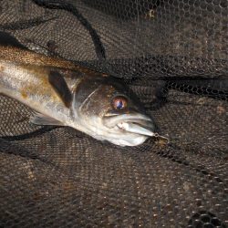雨後は要チェック