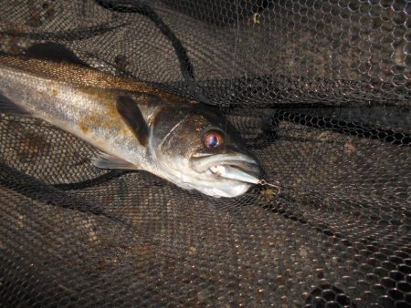 雨後は要チェック