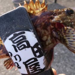 デイゲーム！！