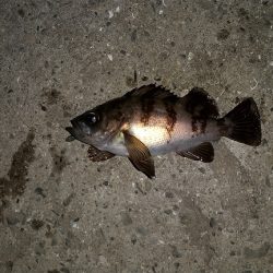 やっと長いボウズ期間から脱却する事が出来ました。